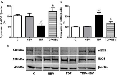 Treatment with β-blocker nebivolol ameliorates oxidative stress and endothelial dysfunction in tenofovir-induced nephrotoxicity in rats